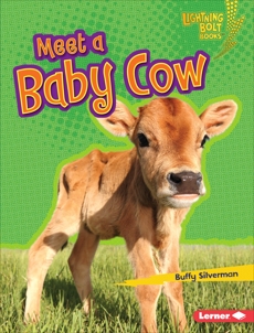 Meet a Baby Cow, Silverman, Buffy