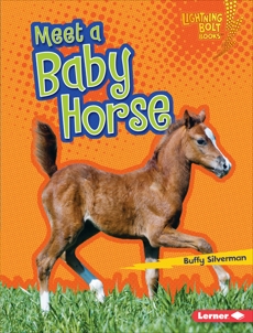 Meet a Baby Horse, Silverman, Buffy