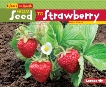 From Seed to Strawberry, Schuh, Mari