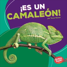 ¡Es un camaleón! (It's a Chameleon!), Kenan, Tessa