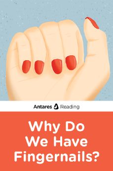 Why Do We Have Fingernails?, Antares Reading