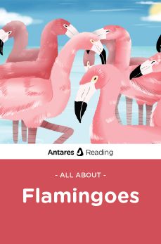 All About Flamingoes, Antares Reading