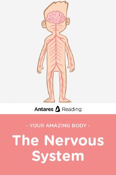 Your Amazing Body: The Nervous System, Antares Reading