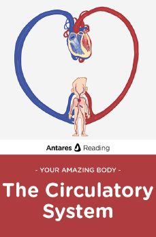 Your Amazing Body: The Circulatory System, Antares Reading