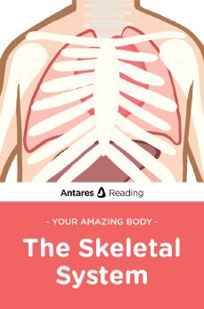 Your Amazing Body: The Skeletal System, Antares Reading