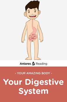 Your Amazing Body: Your Digestive System, Antares Reading